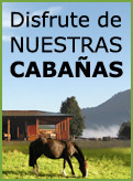 Criadero de caballos chilenos La Araucan&iacute;a