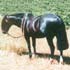 Potro Punteo