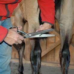 Cuidado completo de los caballos