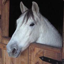 Holelería para caballos