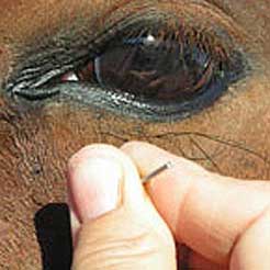 Medicina Alternativa Equina, Acupuntura